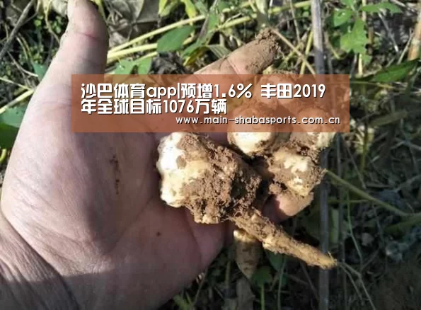 沙巴体育app|预增1.6% 丰田2019年全球目标1076万辆(图1) 沙巴体育平台
